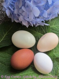 How a Chicken Makes an Egg and Why Some Eggs are Unusual Image